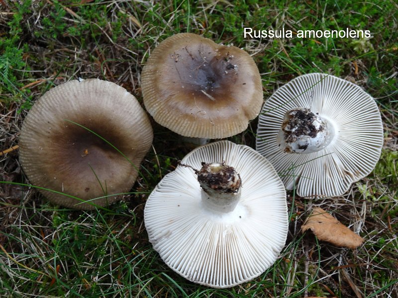 Russula amoenolens-amf1631.jpg - Russula amoenolens ; Syn1: Russula sororia ; Syn2: Russula pectinata ; Nom français: Russule à odeur de topinambour